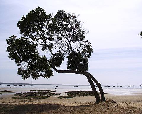 Becken von Arcachon 4