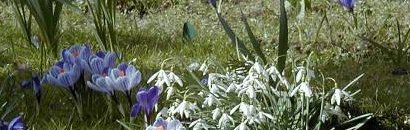 Bild: Frühjahrsblumen (Krokusse, Schneeglöckchen)